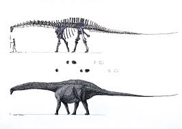 続 恐竜アパトサウルスの絶妙美 長い首 なんの為に 後編 黒兎の徒然双紙